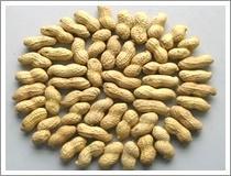 Wholesale Peanut in Shell - JNFT-066 (H. P. S. ) from china suppliers