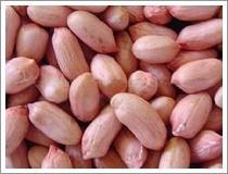 Wholesale Peanut Kernels (H. P. S.) from china suppliers