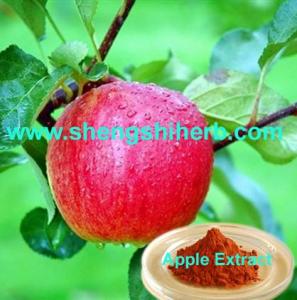 Wholesale Apple Extract/ Apple Skin Extract from china suppliers