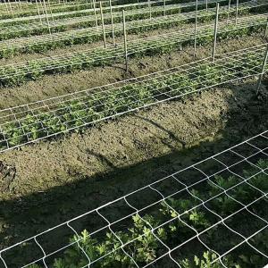 Wholesale Trellis Netting For Vertical Gardening from china suppliers
