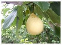 Wholesale Ya Pear (JNFT-034) from china suppliers