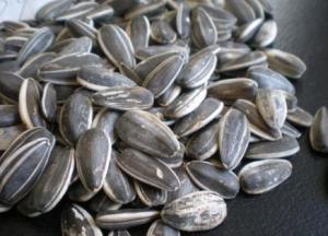 Wholesale American Sunflower Seeds 909 from china suppliers