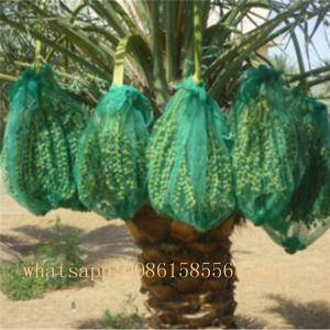 Wholesale PE monofilament date palm bag with strong black rop from china suppliers