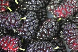 Wholesale Mulberry Extract (Anthocyanidins 25%) from china suppliers