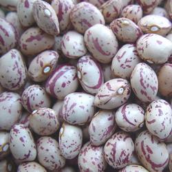Wholesale Light Speckled Kidney Bean (JNFT-064) from china suppliers