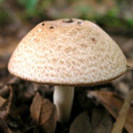 Wholesale Agaricus Blazei Extract from china suppliers
