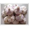 Buy cheap Normal White Garlic (JNFT-004) from wholesalers