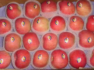 Wholesale Fresh Apple from china suppliers