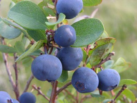 Buy cheap Bilberry Extract from wholesalers