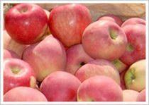 Wholesale Red Star Apple (JNFT-031) from china suppliers