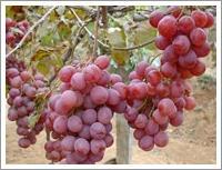 Wholesale Red Globe Grape (JNFT-030) from china suppliers