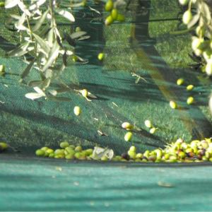 Wholesale 4X8m green hdpe mono Olive Net for harvest from china suppliers