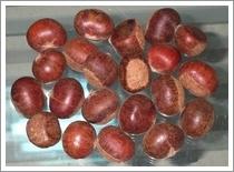 Wholesale Chestnut (JNFT-067) from china suppliers