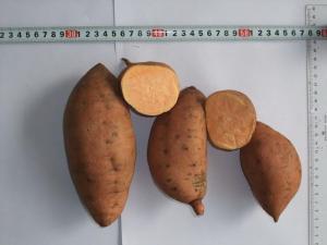 Wholesale Fresh Sweet Potato from china suppliers