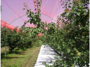 Wholesale Woven Anti-Hail Nets to Protect Plants from china suppliers