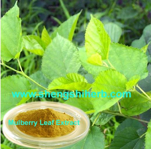 Wholesale Mulberry Leaf Extract from china suppliers
