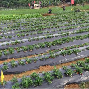 Wholesale Weed barrier agricultural mulch film,black silver strawberry ground cover mulching layer,plastic poly reflective film from china suppliers