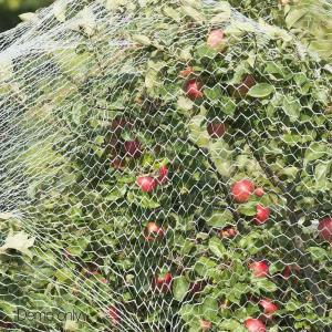 Wholesale Knitted Anti Bird Netting from china suppliers