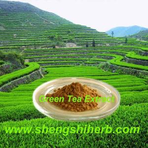 Wholesale Green Tea Extract from china suppliers