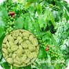 Wholesale Green Coffee Bean Extract (Chlorogenic Acid) from china suppliers