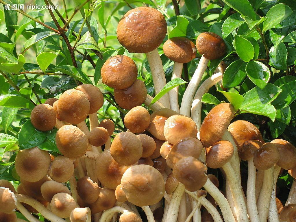 Wholesale Agrocybe Aegerila Extract from china suppliers