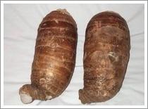 Wholesale Big Taro (JNFT-020) from china suppliers
