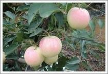 Wholesale Gala Apple (JNFT-029) from china suppliers