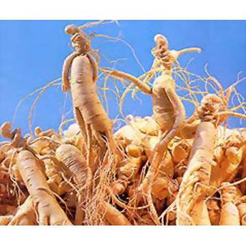 Buy cheap Ginseng Extract from wholesalers