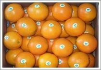 Wholesale Navel Orange (JNFT-024) from china suppliers