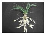 Ophiopogon japonicus，Radix Ophiopogonis ，Dwarf Lilyturf Tuber ,lilyturf root