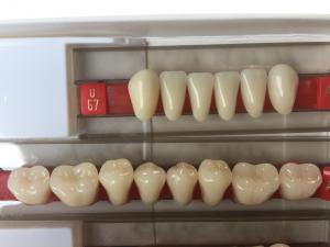 Wholesale Fake Resin Teeth Composite Resin Denture Teeth Top Hard  3 Layers from china suppliers