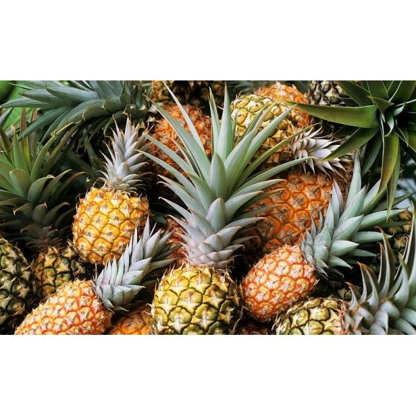 Agro Nitrogen Bulk Blended Fertilizers Organic NPK 26-8-8