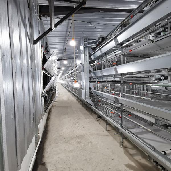 Automatic H-Type Baby Chick Brooding Cage System with Hot Dip Galvanizing and 100-300 Chickens/set Capacity