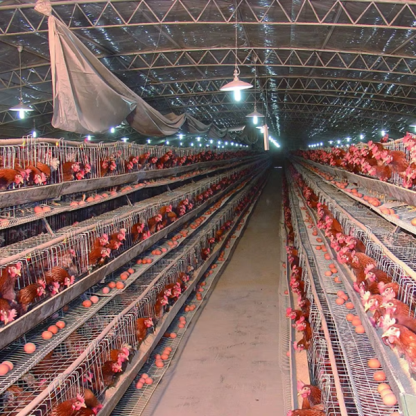 Cost-Saving Corrosion Resistant Modular Steel Poultry Farm Construction for Broiler Farming