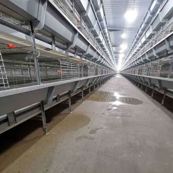 H Type Battery Cage For Broilers Full Automatic Feeding System