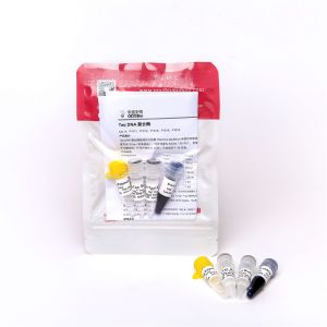 Taq DNA Polymerase for DNA Amplification