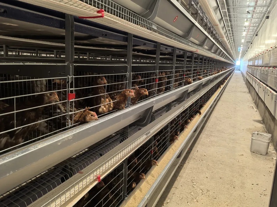 Hot-Dip Galvanized H-Type Battery Cage for Space-Saving Poultry Farming with Low Egg Breakage