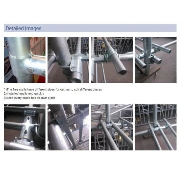 Hot DIP Galvanized Cow Freestall with Customized Size and Bolt Connection for Cattle Farm Equipment