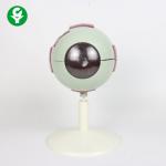 China Advanced Enlarged Eye Anatomy Model / Eyeball Anatomy Model 0.8 Kg Weight for sale