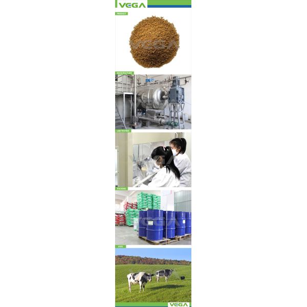 Bacitracin Zinc 10%/15% Veterinary Products