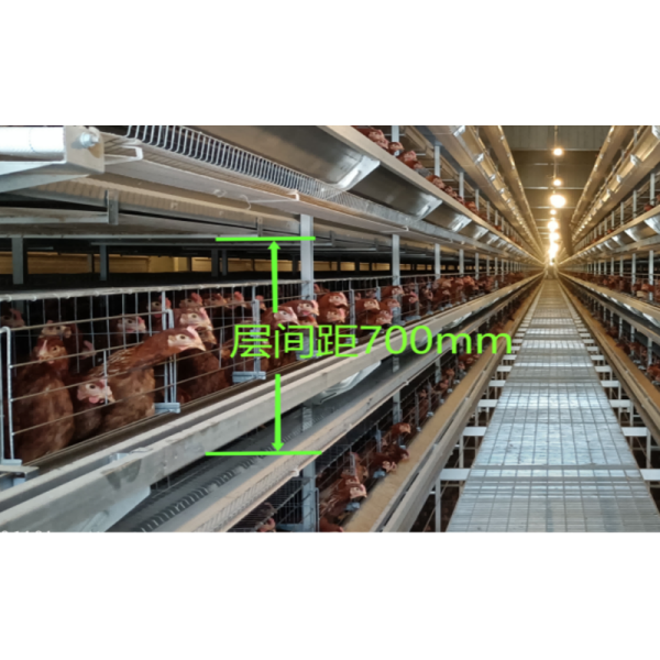 Productive Automatic Layer Chicken Cage System Easy Installation