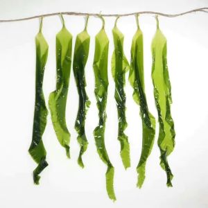 Wholesale Japanese Ingredient Brown Algae Dried Kelp Kombu Sprouts Nutrient Rich Superfood With HACCP Certification from china suppliers
