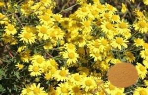 China Antivirus Chrysanthemum Flower Extract Powder Polysaccharides Active Ingredients on sale