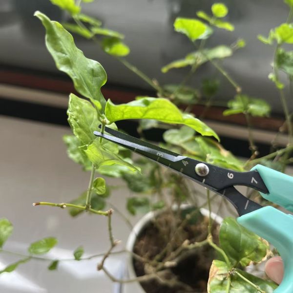 Thinning Harvesting Garden Hand Tool Black Blade for Precision Cutting Vineyard Fruit Management Secateurs Garden Tool