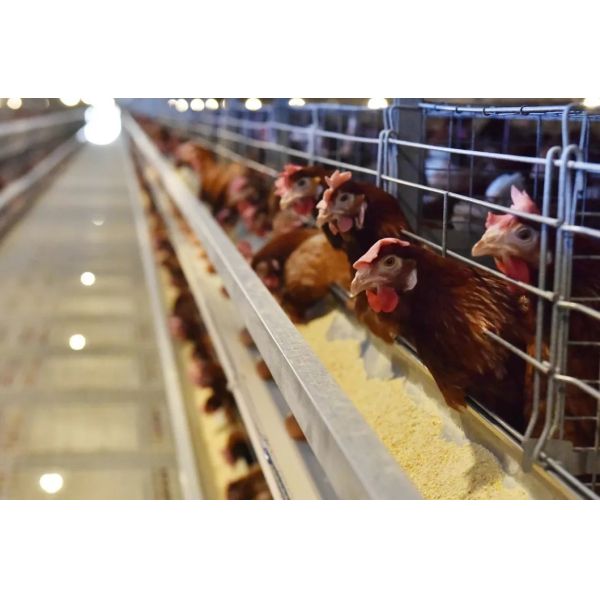 Modular Frame Layer Cage System with Automatic Egg Collection and Corrosion Resistant Design for Poultry Farming