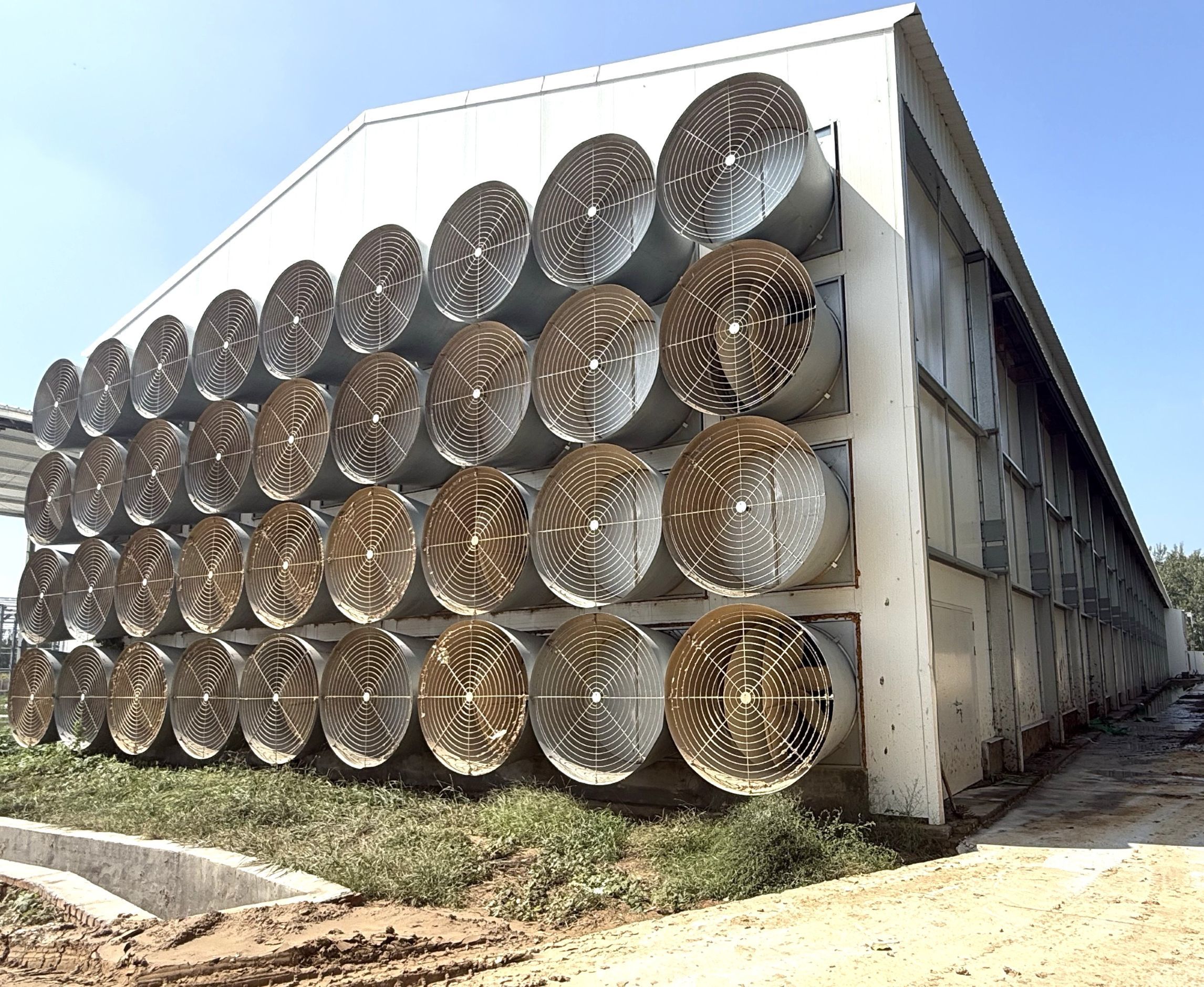 Automatic H-Type Baby Chick Brooding Cage System with Hot Dip Galvanizing and 100-300 Chickens/set Capacity
