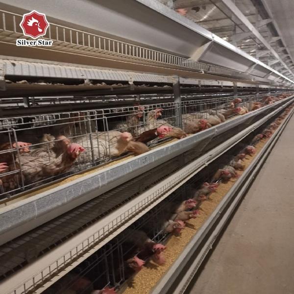 Poultry Farming Chicken Layer Cages Fully Automatic Battery System H Type Egg