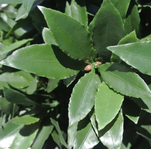 Height 160cm Artificial Potted Floor Plants Plastic Laurel Tree