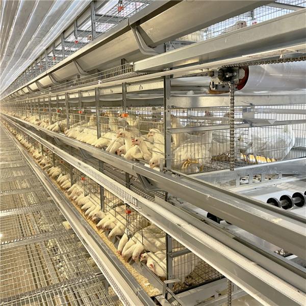 Quality Poultry Farming galvanized Egg Layer Chicken Cage For 5000 Birds for sale
