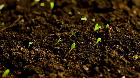 Improve Your Soil Structure and Fertility with Humic Acid The Essential Plant Growth Stimulant